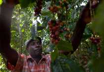 Israel Chery examina granos de café en una plantación. CRS trabaja con 3.000 agricultores para mejorar la producción, las técnicas para reducir el daño por las plagas. Se dice que los insectos causan una pérdida del 70 por ciento de los granos de café. CRS también introduce variedades mejoradas de café, apoya a los viveros, provee capacitación empresarial y conectar a los agricultores con los compradores de café y de otras organizaciones. Foto de Benjamin Depp para CRS.