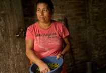 Dolores Calero, de 54 años, es una productora local de café. Dolores tiene una pequeña granja que dirige con la ayuda de su familia y un trabajador adicional. Este arreglo es típico de los pequeños agricultores de esta zona. CARFE ayuda con la producción y comercialización de estos productores. Su finca se encuentra en la Comunidad Siare de San Ramón, Nicaragua. El café representa el 37 por ciento del producto interno bruto de Nicaragua. Foto por Karen Kasmauski para CRS.