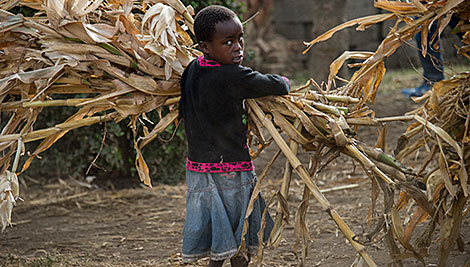 En Tanzania, si los niños no están en la escuela ayudan a sus padres en el campo. La familia realiza gran parte de su trabajo juntos. Foto de Karen Kasmauski para CRS