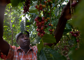 Israel Chery revisa las bayas de café en la plantación de un vecino. CRS trabaja con miles de caficultores para mejorar la producción, al mismo tiempo que los conecta con los compradores de café y otras organizaciones que pueden proveer ayuda financiera a las empresas de los agricultores. Foto de Benjamin Depp para CRS