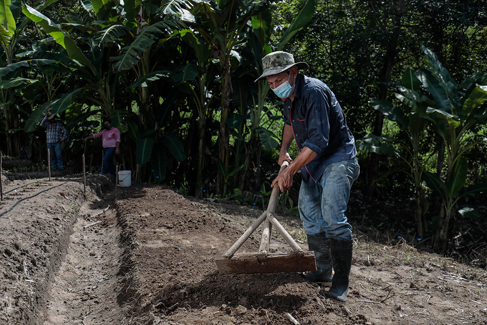 agricultor hondureño
