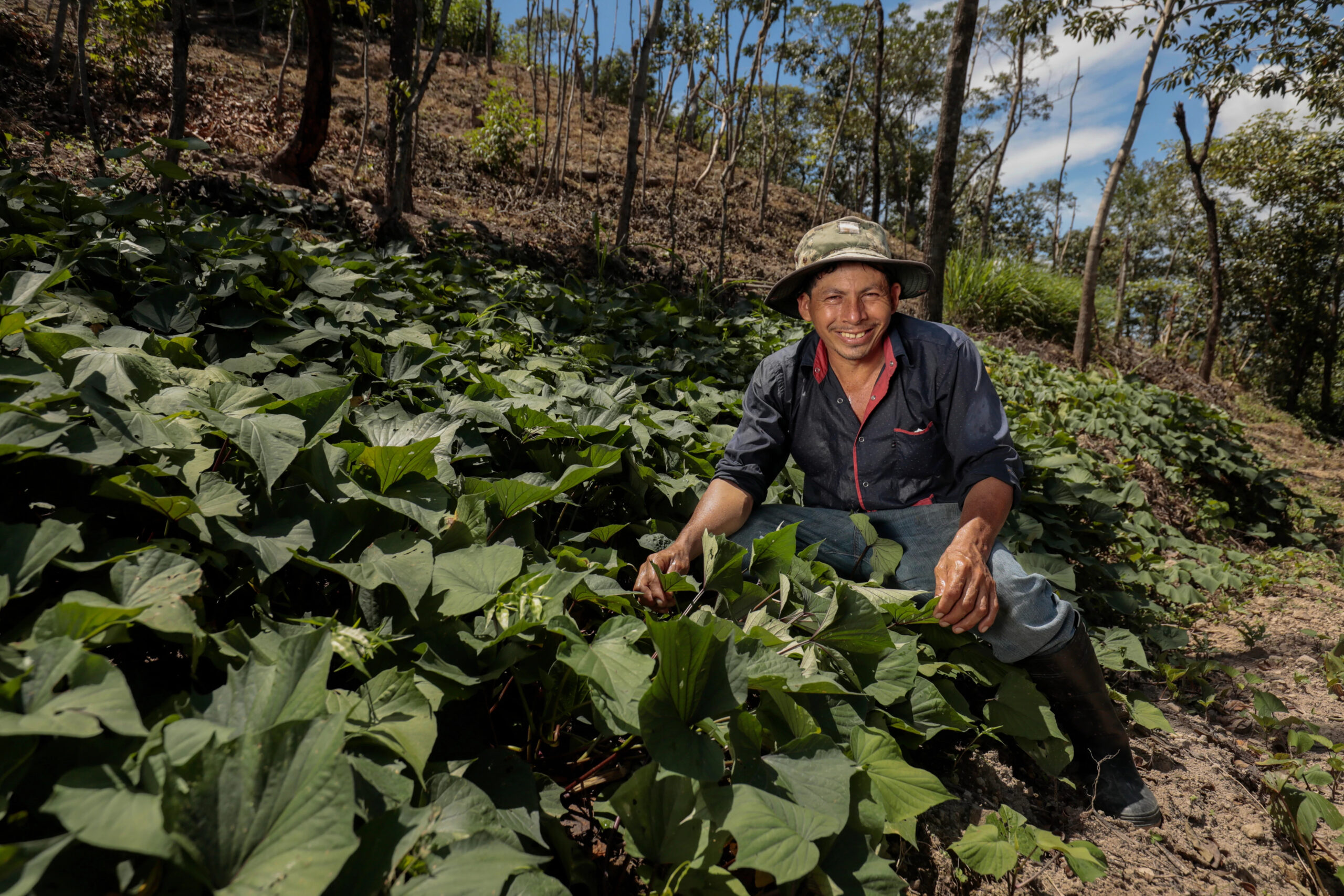 productor de camote en San Antonio, Honduras