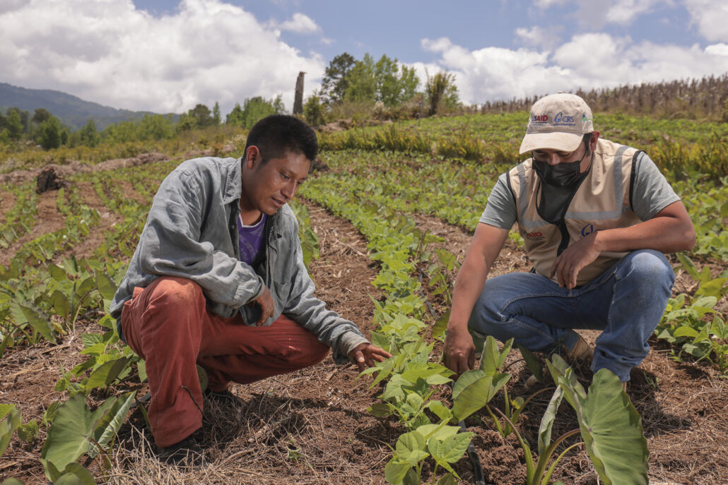 personal de CRS enseña a agricultor hondureño tecnicas agricolas para sus cosechas