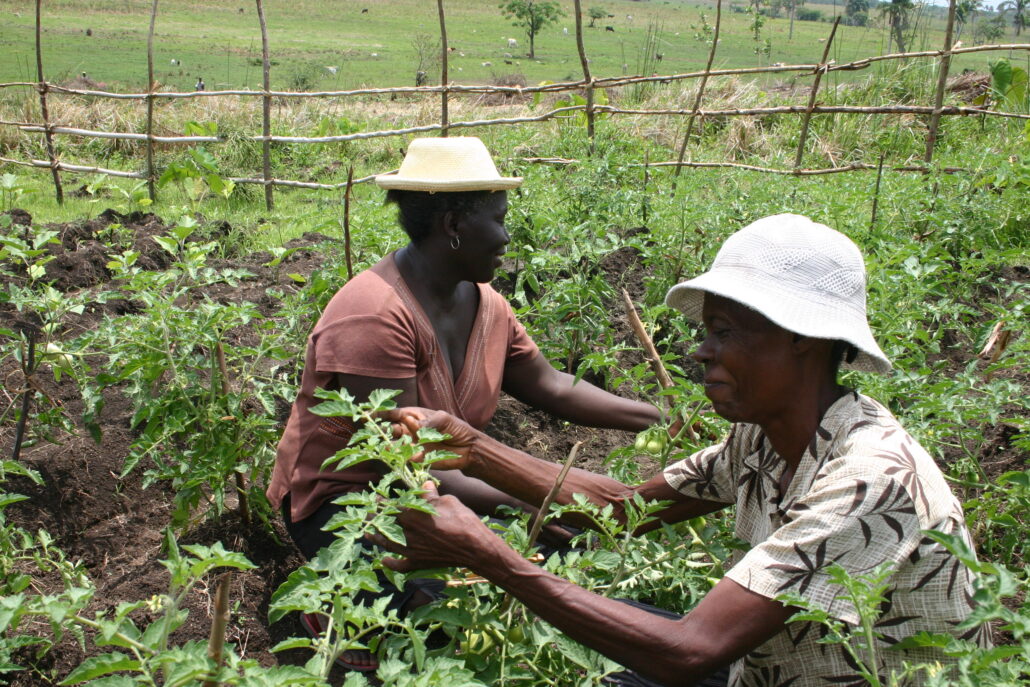 agricultores haitianos