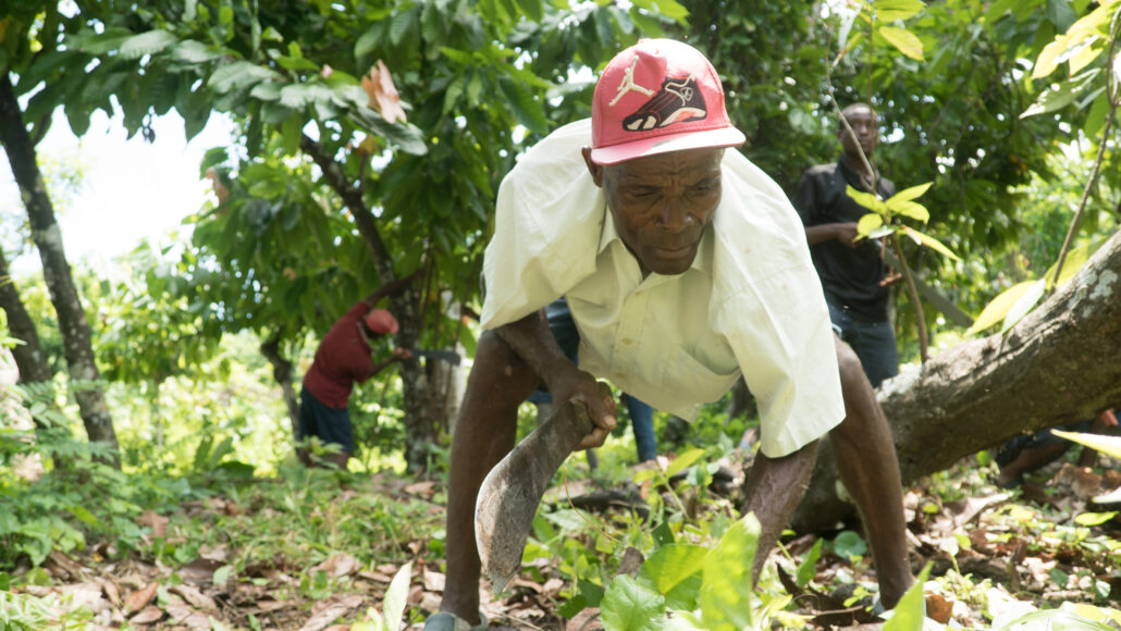 agricultor haitiano trabaja en campos de cacao
