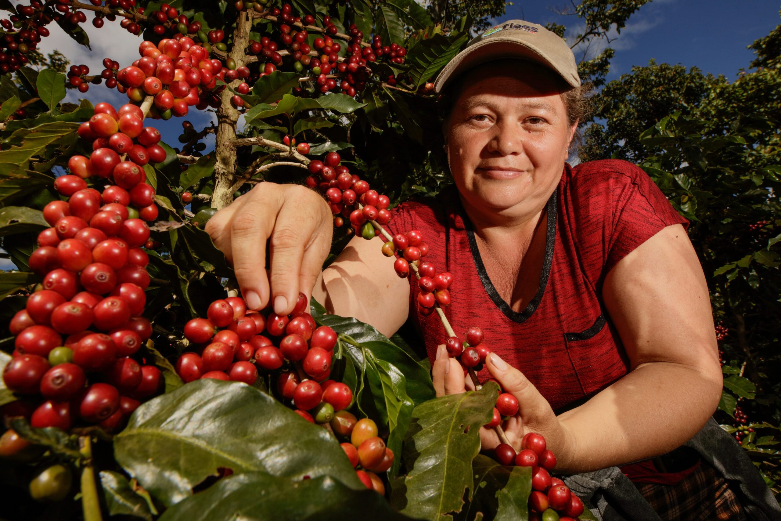 caficultora muestra los frutos del café de su cosecha