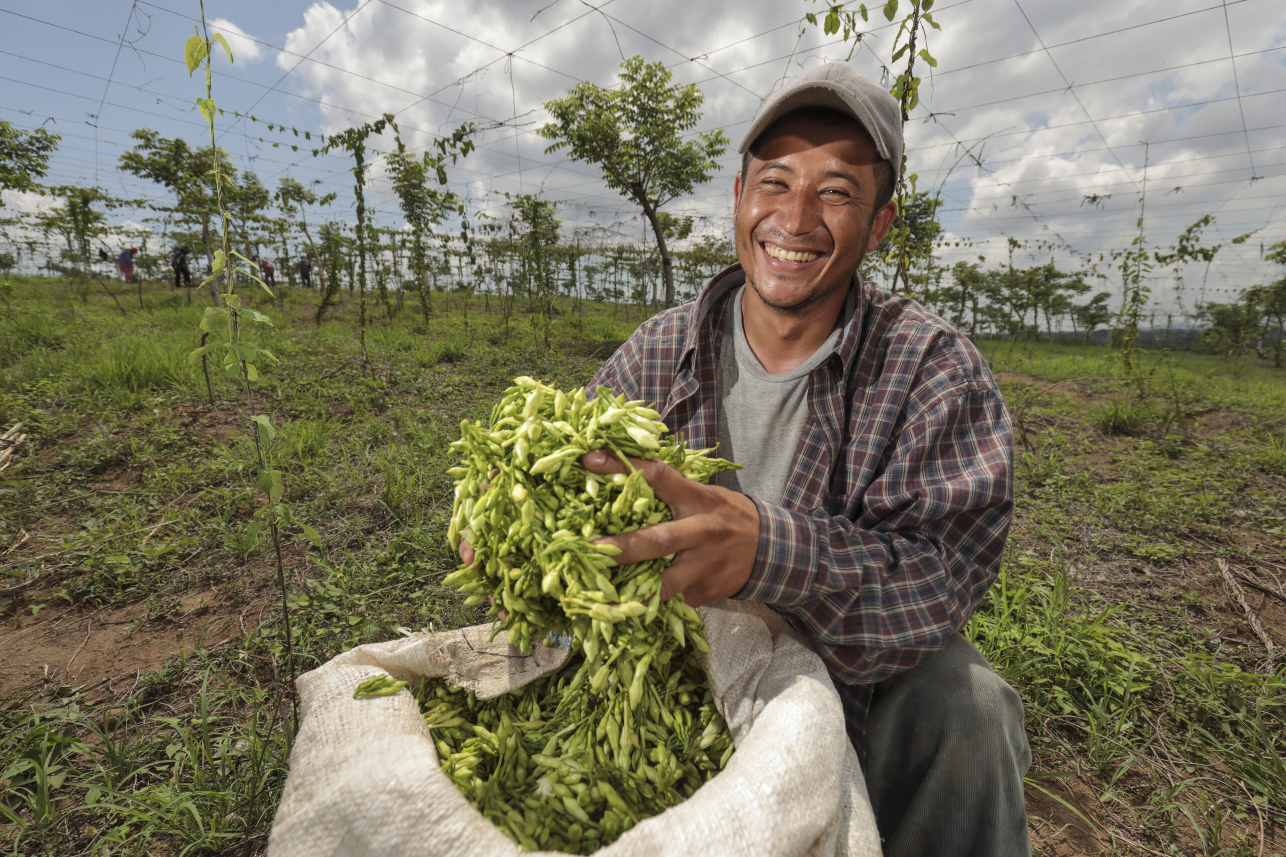 agricultor salvadoreño muestra con orgullo su cosecha de loroco