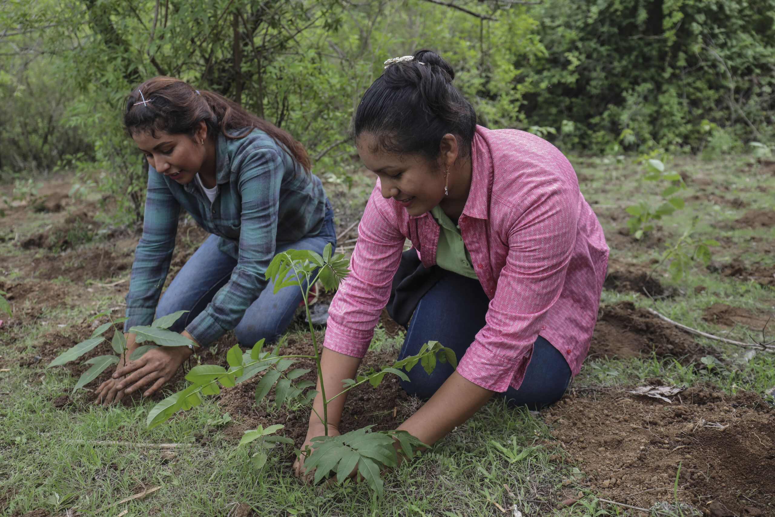 dos jovenes plantan arboles