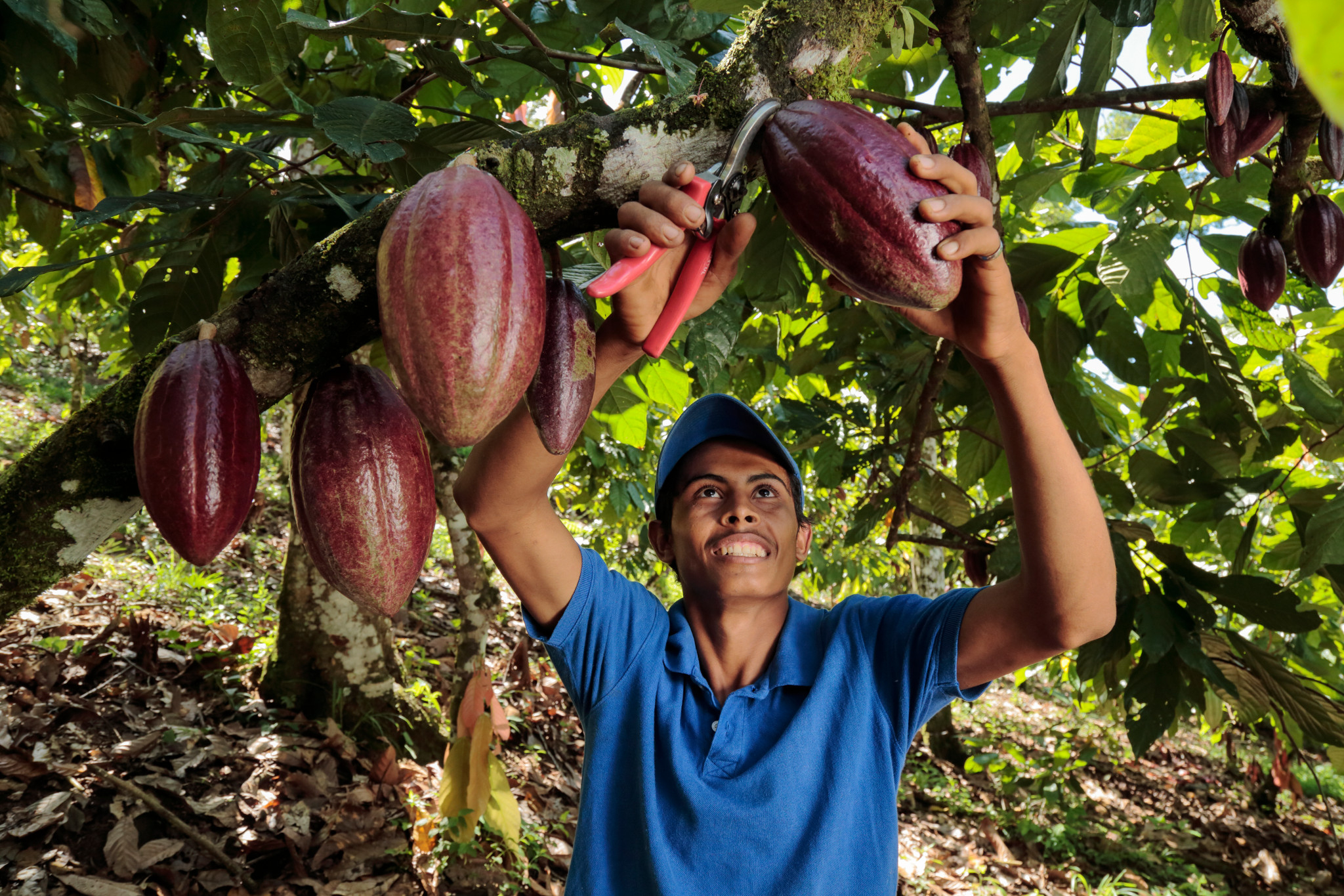 producción de cacao en Nicaragua