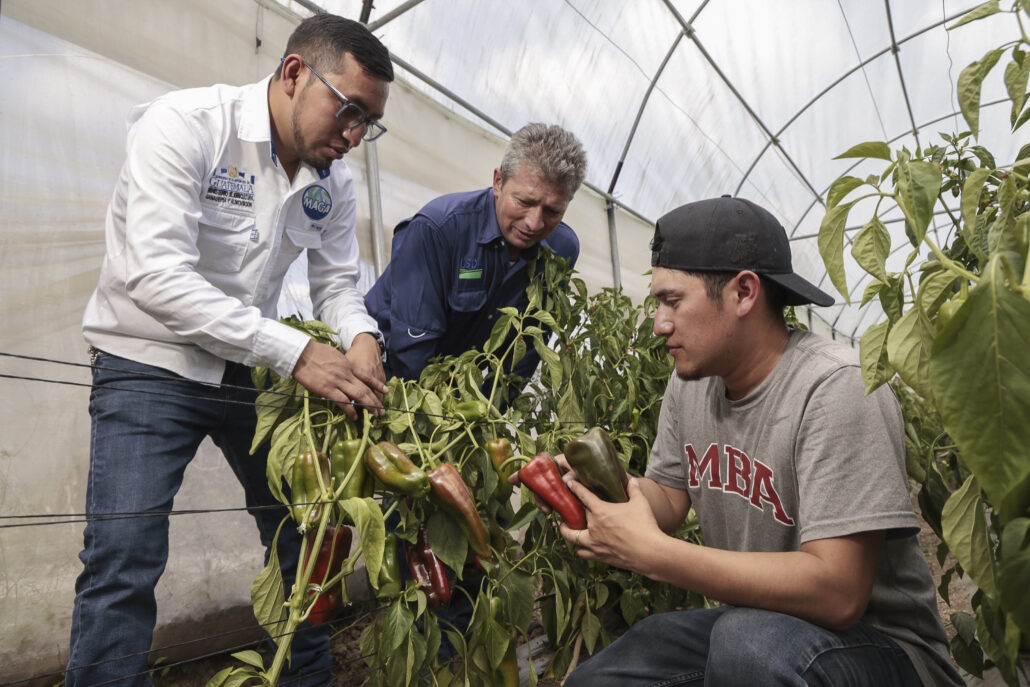 personal de CRS visita la producción de chiles del joven Joaquin Ixchop