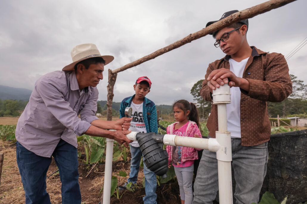 campos de malanga en Honduras