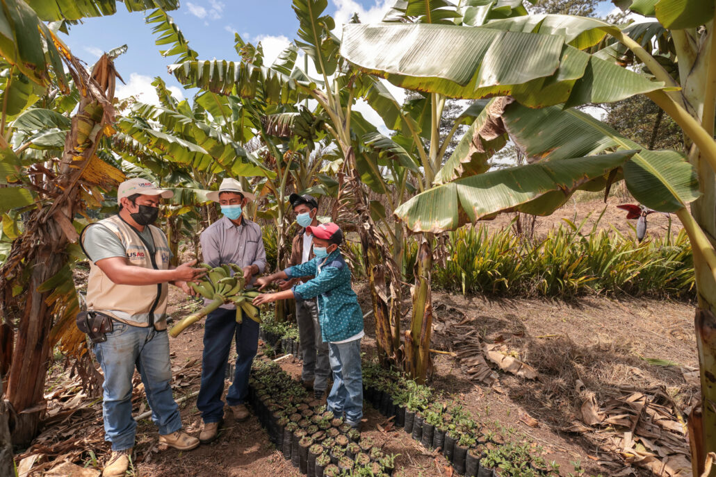 producción de plátano en Honduras 