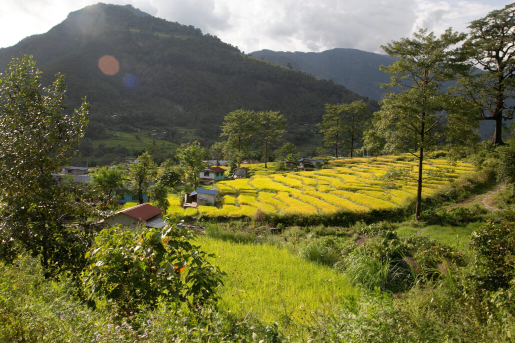 campos fértiles en Nepal