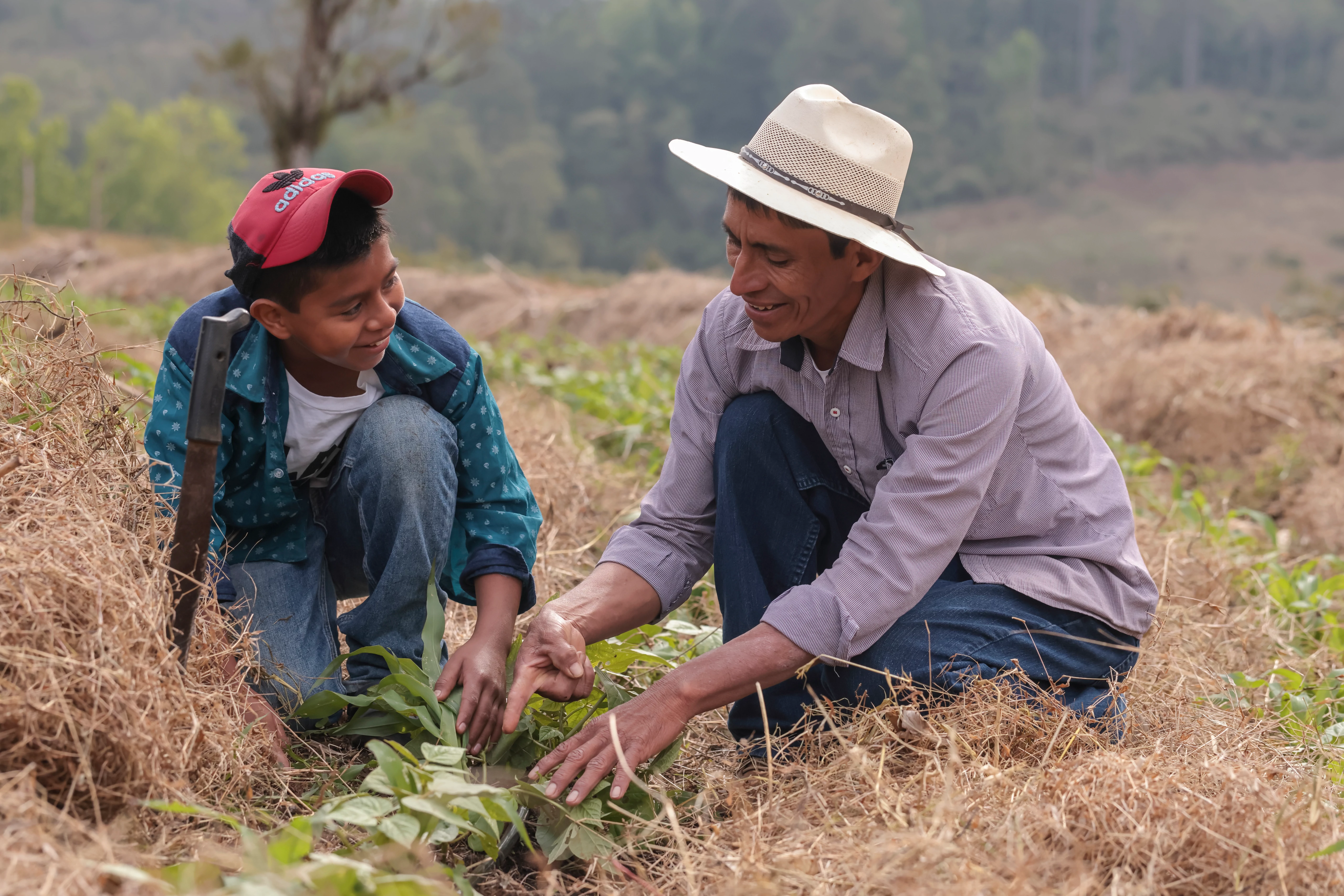 padre le enseña a su hijo a sembrar maiz y frijol