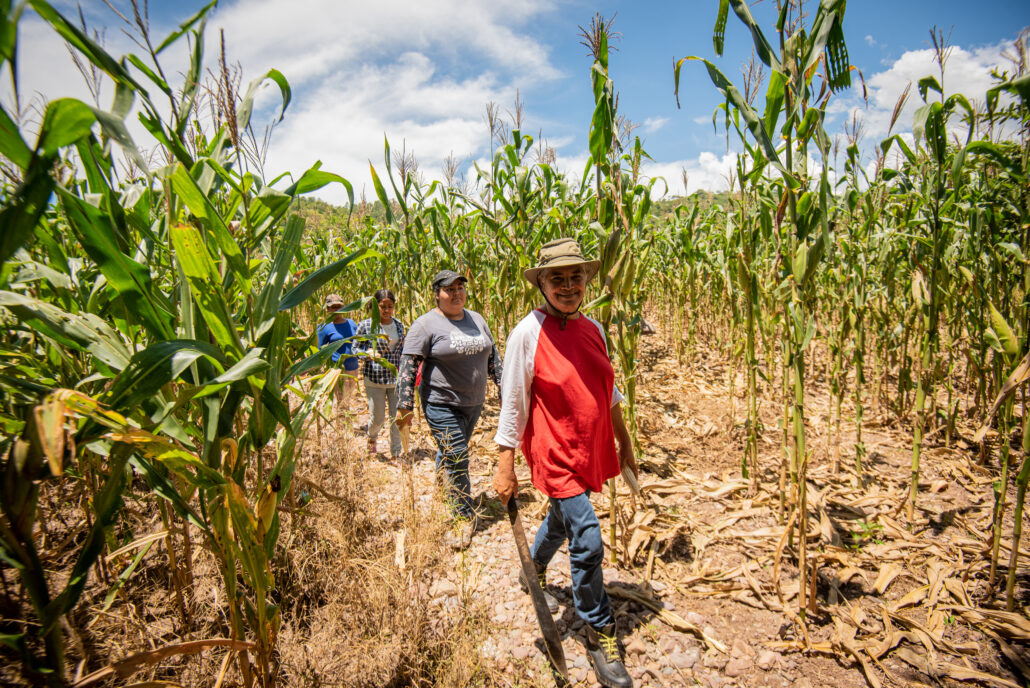 agricultoras de Honduras recorren parcelas de maiz