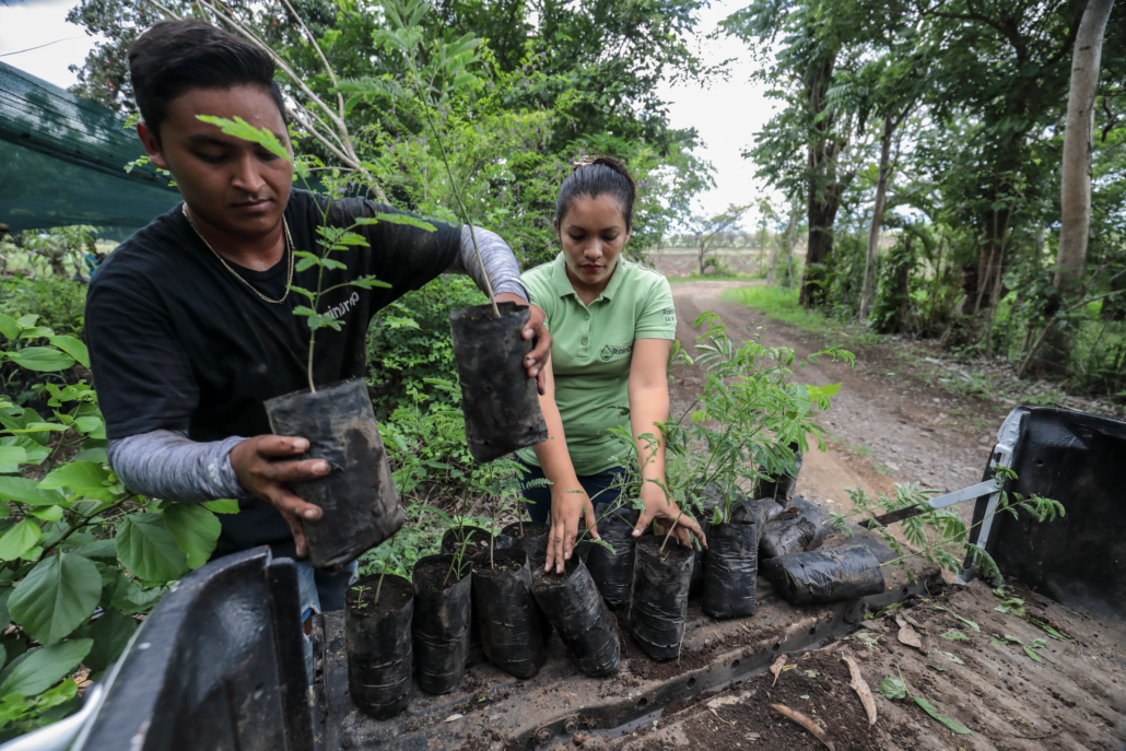 jovenes agricultores preparan arboles que seran plantados en el bosque de San Lorenzo, Ahuachapán, El Salvador