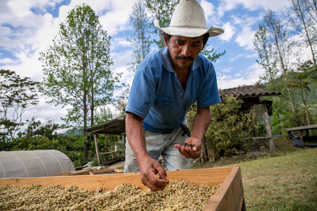 agricultor limpiando los granos de cafe