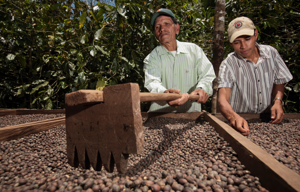 caficultores limpiando el café