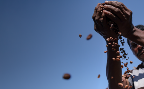 El cambio climático está afectando la producción del café en Centroamérica