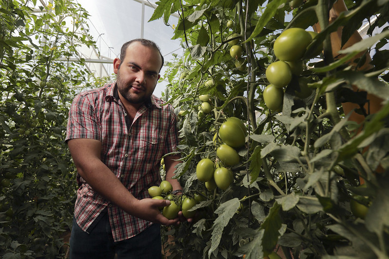agricultor salvadoreño muestra con orgullo su cosecha de tomates