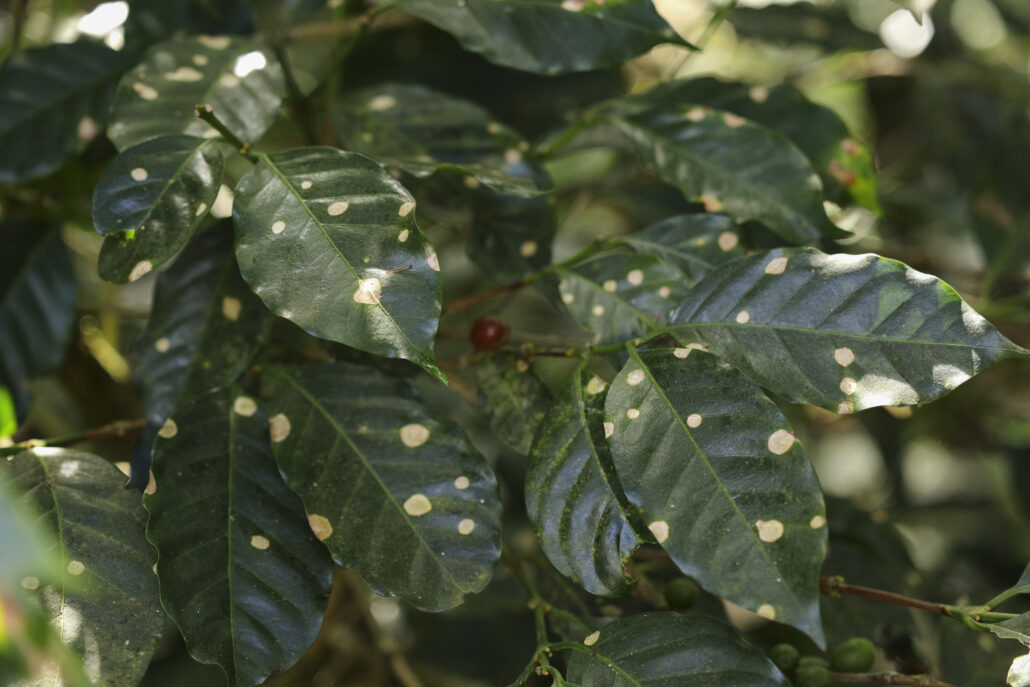 planta de café infectada de hongos producto del cambio climático