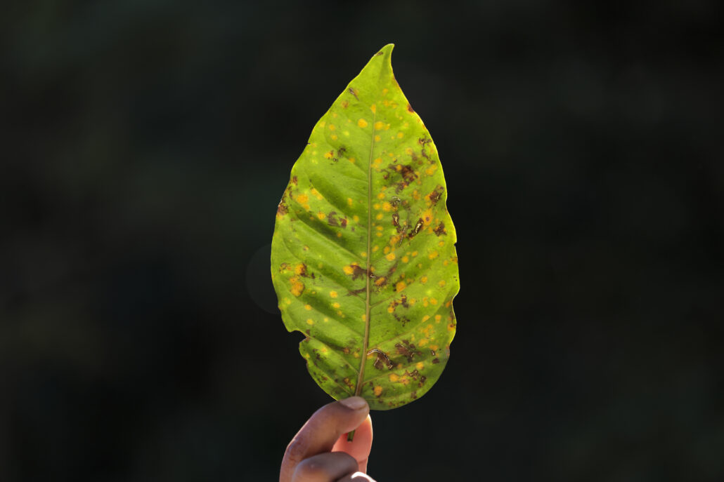 hoja de arbusto de café